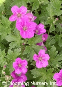 Geranium x riversleaianum 'Russell Prichard'     